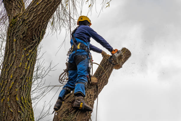 Reliable Georgetown, TX Tree Service Solutions